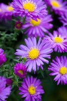 Aster 'Gulliver'