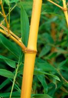 Phylostachys bambusoides 'Allgold'