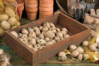 Boîte de pommes de terre en morceaux 'Home Guard' - Les pommes de terre de semence placées dans un environnement lumineux encouragent de bonnes pousses fortes avant la plantation au printemps