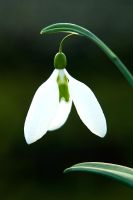 Galanthus 'Checkers'