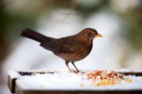 Blackbird femelle sur la table des oiseaux couverts de neige