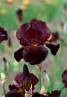 Iris 'Caliente' - Iris barbu grand