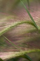 Graines herbeuses de graminées ornementales - Narborough Hall