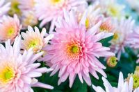 Chrysanthème 'Rumba Pink' en automne