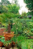 Vue sur jardin avec Chamaerops humilis en pot et pelouse au niveau suivant de terrasse - 28A Braces Lane, Bromsgrove, Worcestershire
