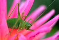 Bush Cricket on Dahlia