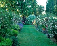 Parterres de roses doubles, Alchemilla mollis et Nepata avec poire pleureuse, Pyrus salicifolia 'Pendula' dans un parterre de fleurs loin devant - Tipton Lodge, Devon, UK