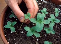 Helianthus - Amincir les semis de tournesol congestionnés