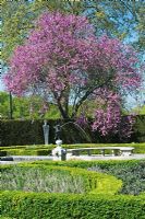 Jardin de la Reine à Kew montrant Cercis siliquastrum - Judas Tree in blossom