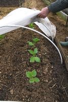 Protéger les jeunes plants de haricots larges au début du printemps avec le tunnel de cloche en molleton de jardin