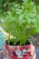 Cultiver des carottes dans des pots profonds avant de les planter dans le sol du jardin