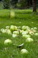 Collecte des pommes tombées au hasard