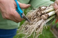 Couper les racines des poireaux à racines nues avant la plantation