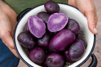 Pommes de terre cultivées 'Salad Blue'