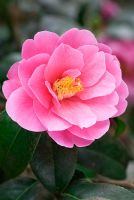 Camellia reticulata x saluenensis 'Inspiration' en mars