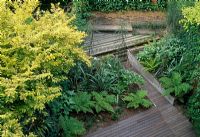 Une vue aérienne de ce jardin de style New Zeland à Londres. Planté avec Astelia chathamica, Dicksonia antartica, Brachyglottis greyi et Pseudopanax. Les parterres surélevés sont contenus dans du béton coulé texturé rugueux. Le platelage en bois est bordé et s'élève jusqu'au talon de plantation. Les murs sont verdis de lierre, Trachelospermum jasminoides et Fuchsia magellanica var. gracilis et lierre. Coin salon à l'arrière