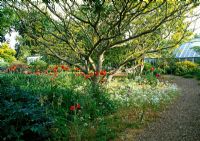 Des coquelicots orientaux rouges illuminent cette plantation de début de saison au jardin Denmans