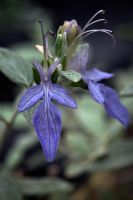 Teucrium fruiticans - Germandre argentée