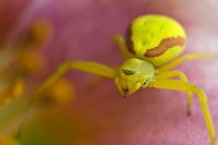 Misumena vatia - Araignée crabe verge d'or sur une fleur d'hémérocalle