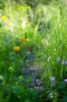 Chemin de jardin de printemps avec Myosite, Tulipa, Meconopsis cambrica et herbes