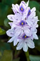 Eichhornia crassipes - Jacinthe d'eau