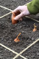 Homme plantant des échalotes dans des parterres conçus pour le jardinage de pied carré