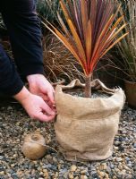 Arbuste tendre hivernant - Enveloppement d'un pot de Cordyline avec de la toile de jute pour aider à protéger du gel