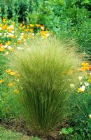 Stipa tennuissima en parterre de fleurs avec Escholtzia