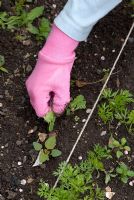 Désherber les mauvaises herbes annuelles loin des plants de carottes dans un potager biologique en mai