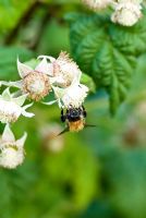 Rubus idaeus - Fleur et fruit précoce d'une framboise avec une abeille fin mai