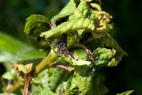 Colonies de sève de mouche noire se nourrissant de pucerons - Mysus cerasi sur Prunus - Feuille de cerisier provoquant le recourbement des feuilles en juin, Gowan Cottage