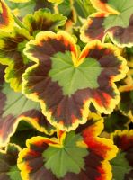 Pelargonium 'Mme Pollock'
