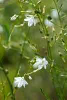 Anthericum ramosum - Lys de Saint-Bernard