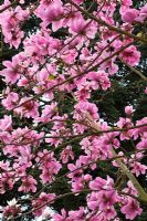 Magnolia sprengeri 'Copeland Court'