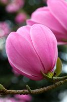 Magnolia sprengeri 'Copeland Court'