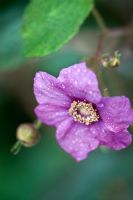 Rubus odoratus - Framboise sauvage