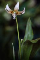 Erythronium albidum - Fauve blanc ou lis de truite blanche