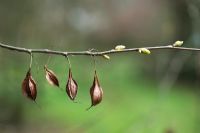 Halesia monticola - Gousses et nouveaux bourgeons de Mountain Silverbell