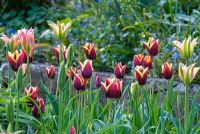 Tulipa 'Abu Hassan' et Tulipa 'Florosa'
