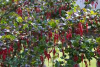 Ribes speciosum - Groseille à fleurs Fuchsia