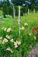 Rangées d'Alstroemeria soutenues par une ficelle attachée à des poteaux, cultivées pour des tiges de fleurs coupées - Loseley House