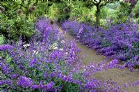 Nepeta x faassenii et Allium poussant dans des plates-bandes le long du chemin. Arbres fruitiers en surplomb dans un verger - Cambo Gardens, Fife, Scotland