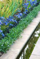 Filon d'eau bordé de rangées de Laurentia 'Blue Star', d'Agapanthus 'Chloé' et d'Iris