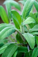 Salvia officinalis - Sauge