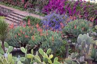 Cactus, aloès, bougainvilliers et Petrea volubilis - Jardim Botanico, Madère