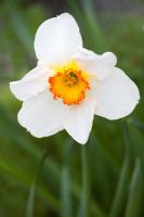 Narcisse 'Fleur Record'