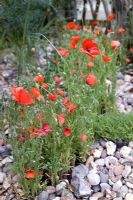 Jardin de style côtier avec Papaver rhoeas en gravier silex - 'Shinglesea', médaille de la flore dorée argent, RHS Chelsea Flower Show 2007