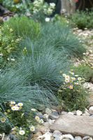 Jardin de style côtier avec Festuca glauca 'Intense Blue' et Erigeron karvinskianus en gravier silex - 'Shinglesea', Médaille de la Flore Dorée Argent, RHS Chelsea Flower Show 2007