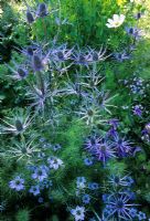 Parterre de fleurs vivaces avec un schéma de plantation principalement bleu comprenant Eryngium, Nigella damascena, feuillage Lathyrus et Cosmos