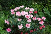 Rhododendron - Eldenhurst